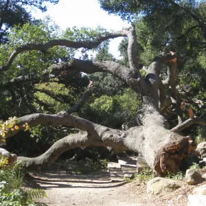 Fallen oak (Coastal Live Oak) tree in the Discovery Garden