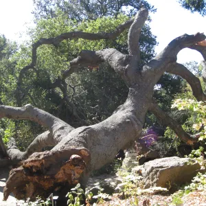 Fallen oak (Coastal Live Oak) tree in the Discovery Garden