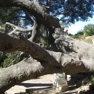 Fallen oak (Coastal Live Oak) tree in the Discovery Garden