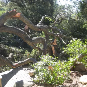 Fallen oak tree in the Discovery Garden