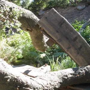 Fallen oak (Coastal Live Oak) tree in the Discovery Garden