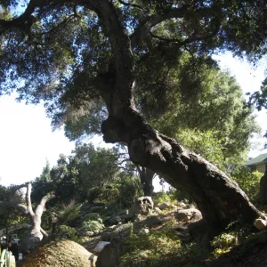 Arroyo oak (Coastal Live Oak) removed as precaution after toppling of adjacent oak