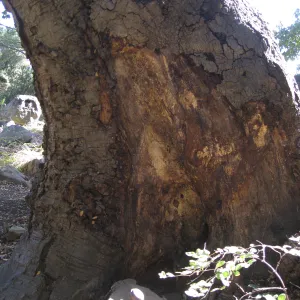 Arroyo oak (Coastal Live Oak) removed as precaution after toppling of adjacent oak