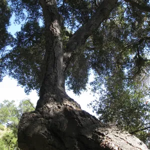 Arroyo oak (Coastal Live Oak) removed as precaution after toppling of adjacent oak