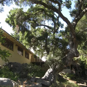 Arroyo oak (Coastal Live Oak) removed as precaution after toppling of adjacent oak