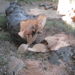 Arroyo oak (Coastal Live Oak) removed as precaution after toppling of adjacent oak