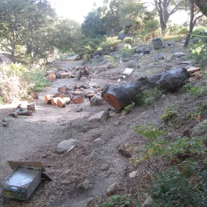 Arroyo oak removed as precaution after toppling of adjacent oak