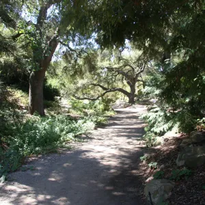 Arroyo Section, oak trees along the Arroyo Trail in the Discovery Garde
