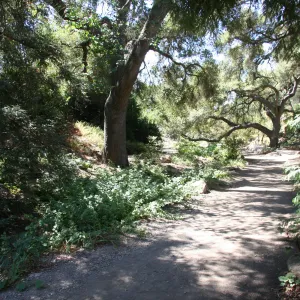 Trail in the Arroyo Section, oak tree arching across path