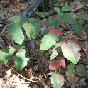Poison oak