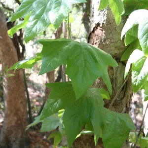 young sycamore leaves