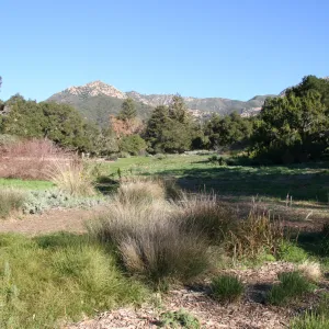 Meadow view to the mountains
