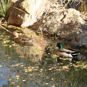 pair of mallard ducks in the pond
