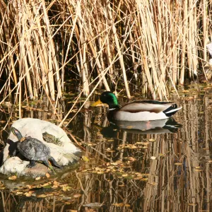 mallard duck and turtle in the pond