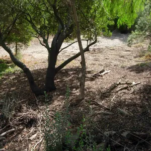 Fire safety pruning on the east slope porperties, SBBG 2006 Projects
