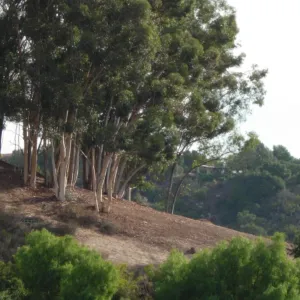 Fire safety pruning on the east slope porperties, SBBG 2006 Projects