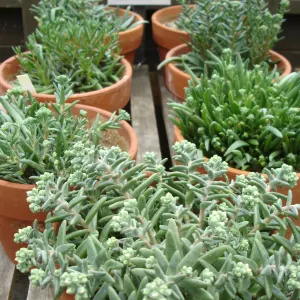 clay pots with Dudley nesiotica, CPC plant, growing in the SBBG Conservation greenhouse