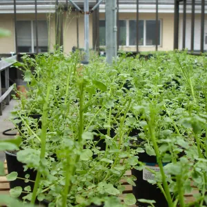 pots of Gambel's watercress, CPC plant, growing in the SBBG Conservation greenhouse