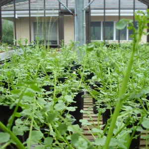 pots with Gambel's watercress, CPC plant, growing in the SBBG Conservation greenhouse