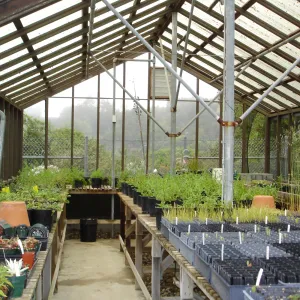 SBBG Conservation greenhouse, Myrick lath house
