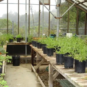 SBBG Conservation greenhouse, Myrick lath house