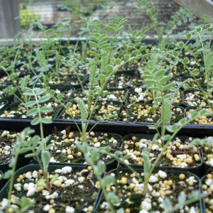 Ventura marsh milkvetch seedlings, CPC plant, growing in the SBBG Conservation greenhouse