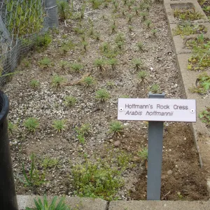 Hoffmann's rock cress, Arabis hoffmannii, CPC plant, growing in the SBBG Conservation planting bed at the Hort Unit