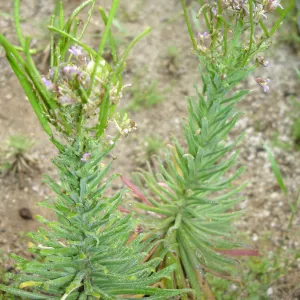 Hoffmann's rock cress, Arabis hoffmannii, CPC plant, growing in the SBBG Conservation planting bed at the Hort Unit