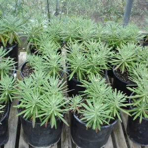 pots with Hoffmann's rock cress, Arabis hoffmannii, CPC plant, growing at the Hort Unit