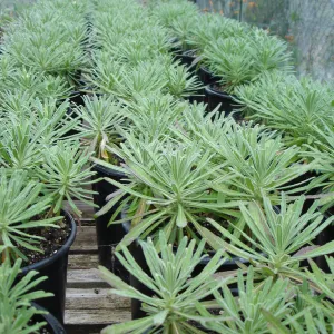 pots with Hoffmann's rock cress, Arabis hoffmannii, CPC plant, growing at the Hort Unit