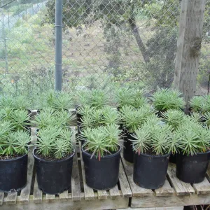 pots with Hoffmann's rock cress, Arabis hoffmannii, CPC plant, growing at the Hort Unit