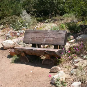 Wood Bench below Dudleya Display (Bench #17)