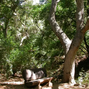 Emanuel Bench (Bench #41)