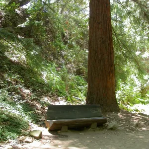 Levy Bench in Redwood Section (Bench #25)