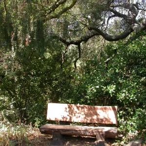 McLean Bench (Bench #54)