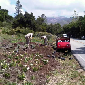 SBBG grounds staff planting the Mission Canyon/Tunnel Road triangle