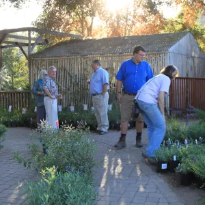preparing for the plant sale