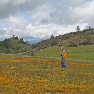 Bob Haller, wildflowers, Figueroa Mountain