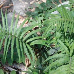 Thelypteris, Arroyo Hondo