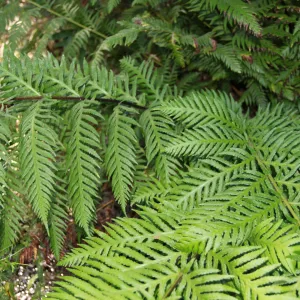 Woodwardia, Arroyo Hondo