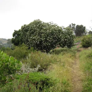 wildflowers on th Porter Trail, one year after the Jesusita Fire