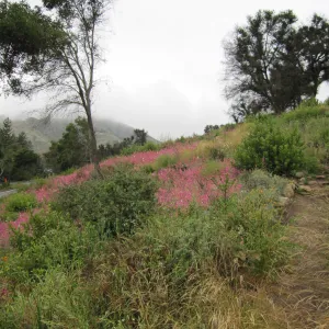 wildflowers on th Porter Trail, one year after the Jesusita Fire
