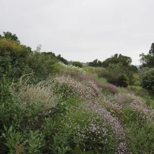 wildflowers on th Porter Trail, one year after the Jesusita Fire