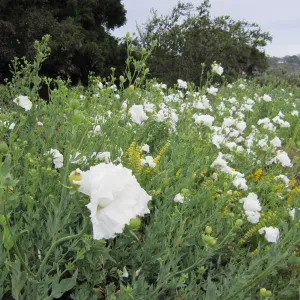 wildflowers on th Porter Trail, one year after the Jesusita Fire