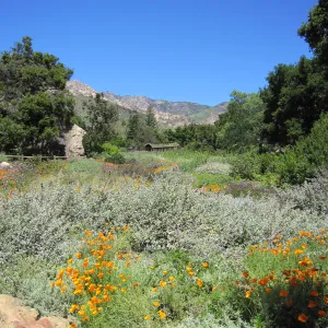 Meadow view, one year after the Jesusita Fire