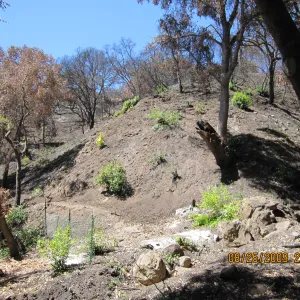 after trees were removed along the Canyon Trail, Mission Canyon after the Jesusita Fire