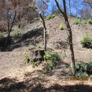 after trees were removed along the Canyon Trail, Mission Canyon after the Jesusita Fire