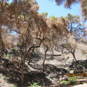 Mission Canyon after the Jesusita Fire