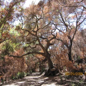 Mission Canyon after the Jesusita Fire
