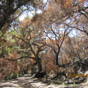 Mission Canyon after the Jesusita Fire